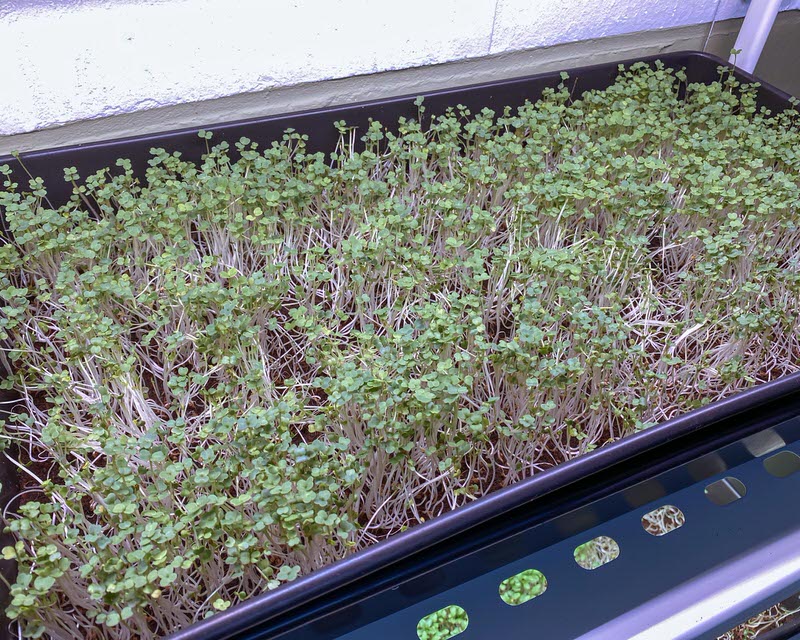 Arugula microgreens on a 10x20 tray