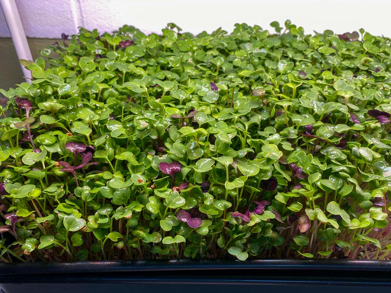 Radish microgreens on day 12 from sowing
