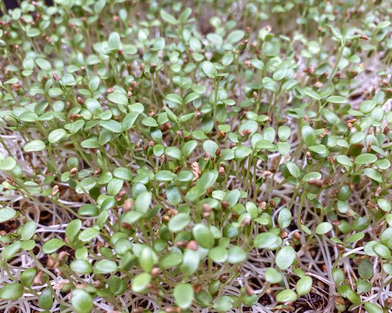 Red clover microgreens closeup