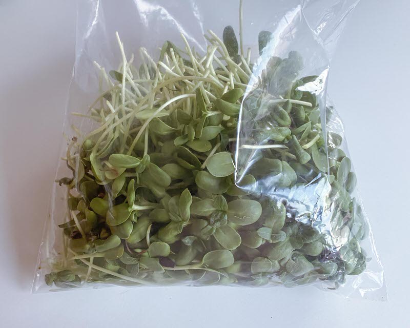 Sunflower microgreens harvest on a plastic bag