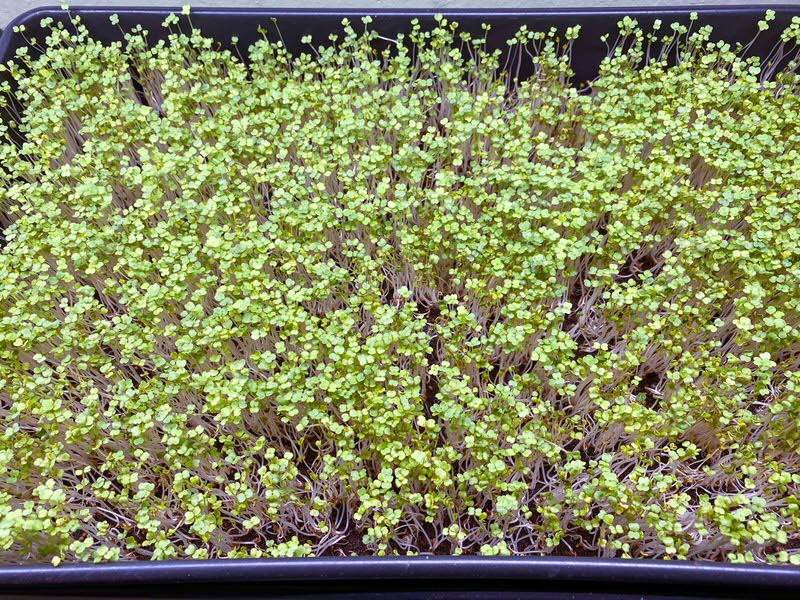 Arugula microgreens on a 10x20 tray exposed to light