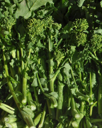Photo of Broccoli Raab