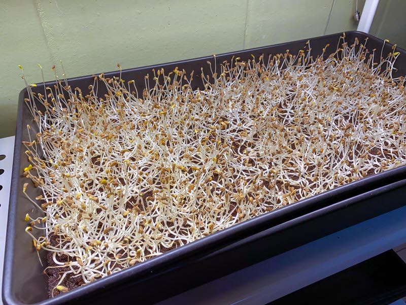 Fenugreek microgreens weakening before dying on a 10x20 tray