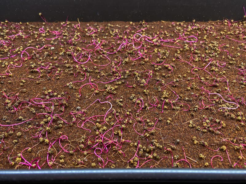Red cabbage microgreens dying on a 10x20 tray