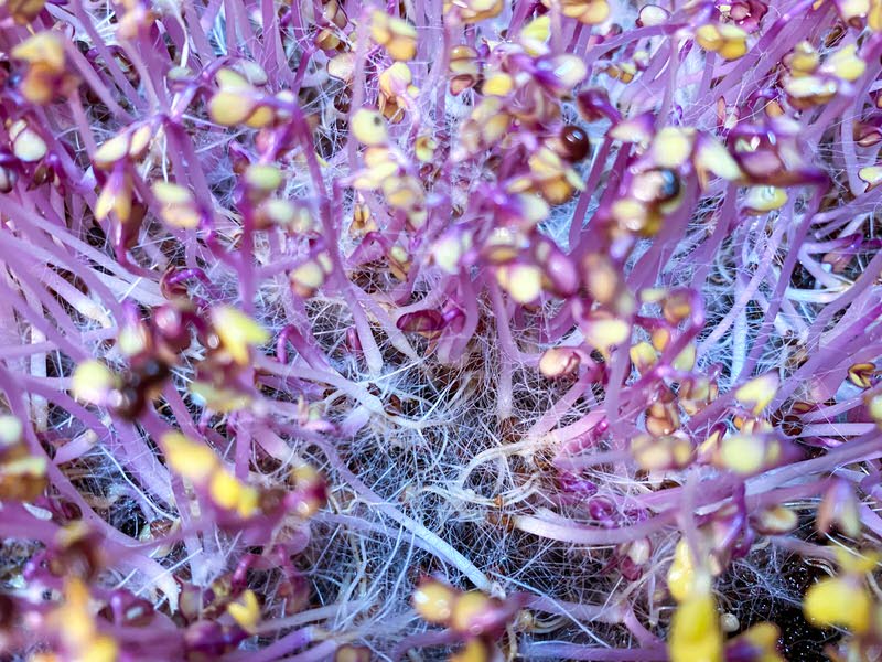 Red cabbage microgreens with mold