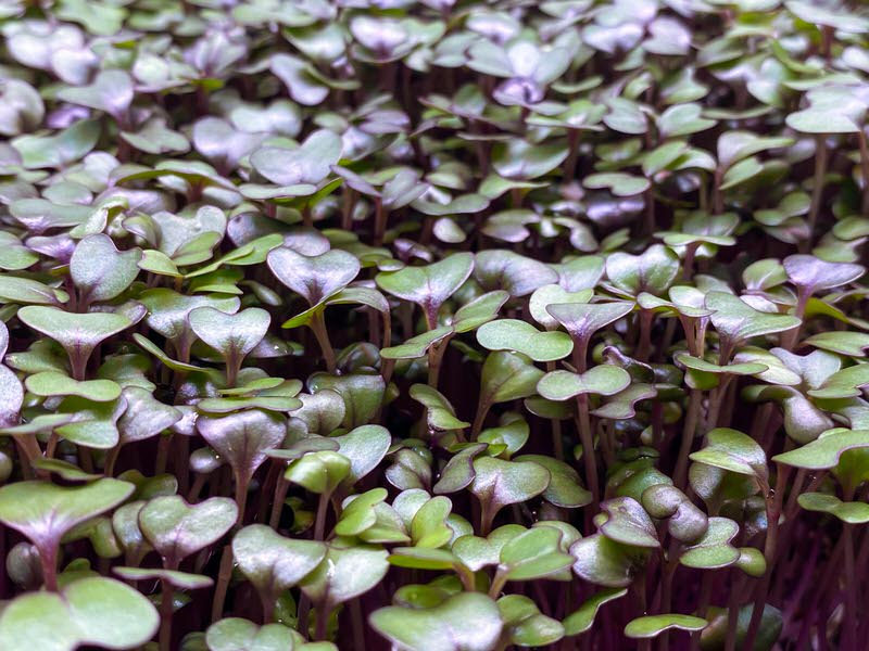 Red cabbage microgreens closeup
