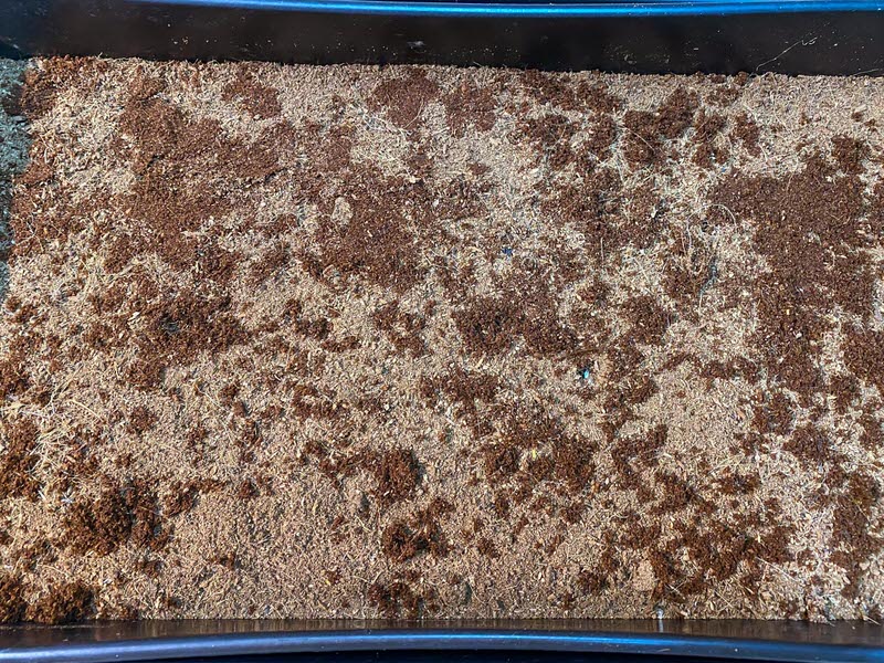 10x20 tray with reused coconut coir for microgreens