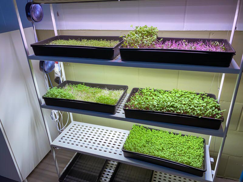 Microgreens farm rack with two trays per shelf