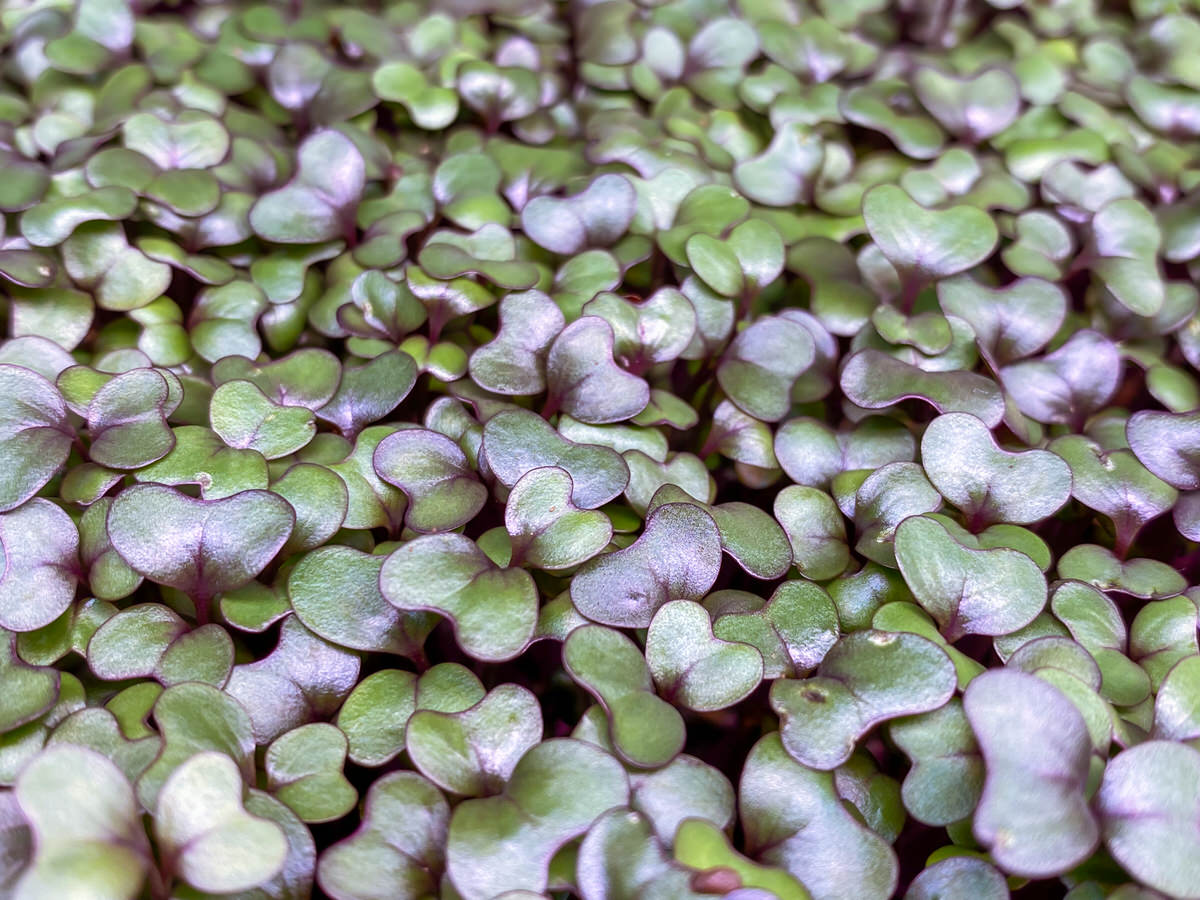 red cabbage microgreens leaves