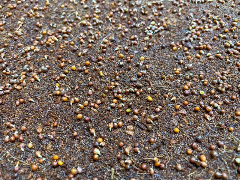 Red cabbage seeds germinating on coconut coir
