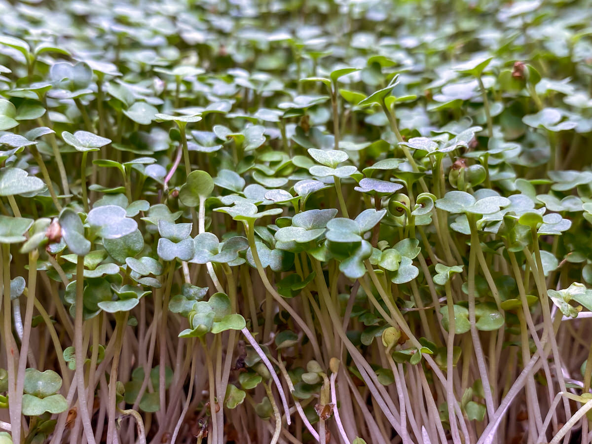 Rocket microgreens from the side