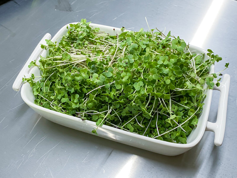 Broccoli Calabrese microgreens on a plate
