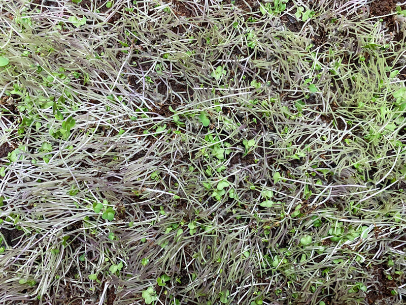 Broccoli Calabrese microgreens after harvesting