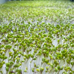 Broccoli Calabrese microgreens