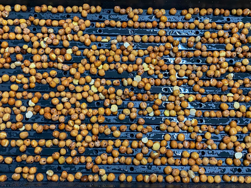 Pea seeds on a 1020 Garland growing tray