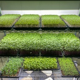 Rack with microgreen trays