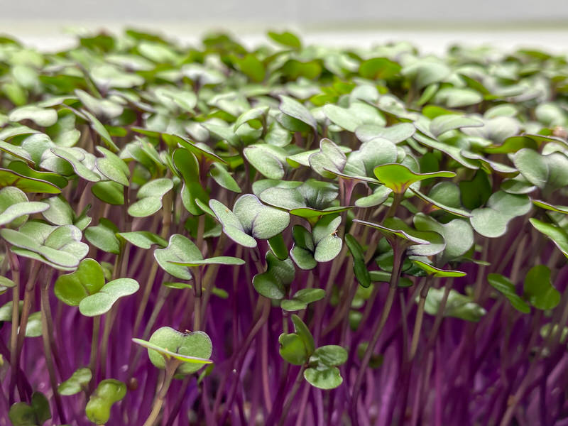 Red Cabbage microgreens