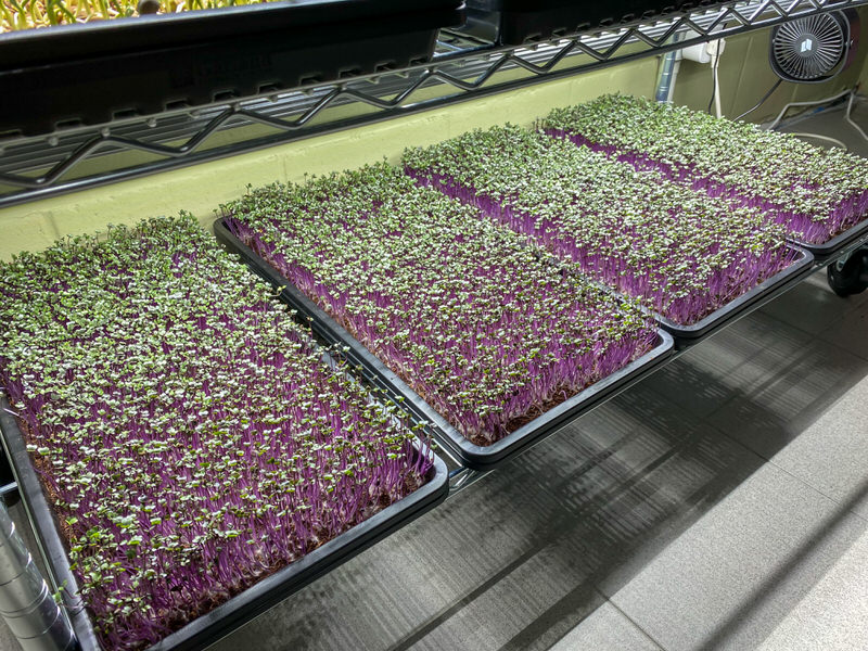 Four trays of Red Cabbage microgreens