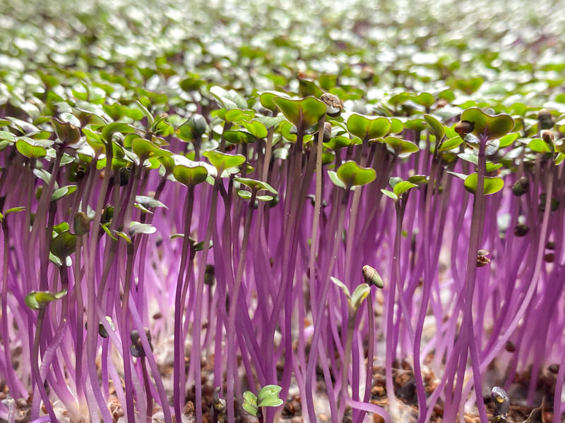 Red Cabbage microgreens