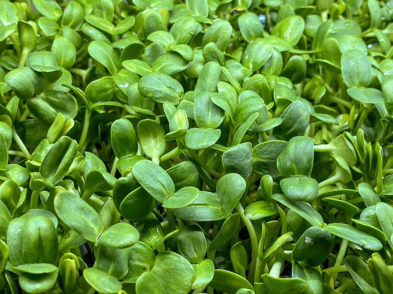Sunflower microgreens from the top