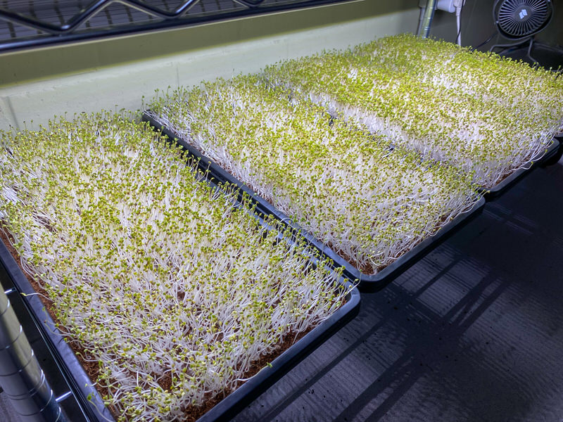 Four trays of Broccoli Calabrese microgreens