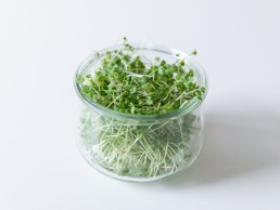 Broccoli Calabrese microgreens on a glass jar