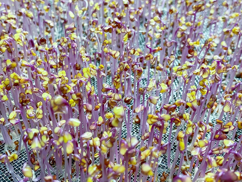 Red Cabbage microgreens on stainless steel mesh