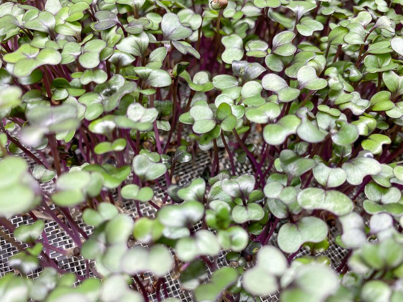 Red Cabbage microgreens on a stainless steel mesh