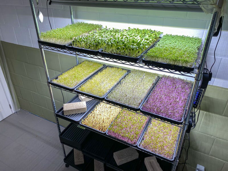 Microgreens grow room with microgreen trays on a rack