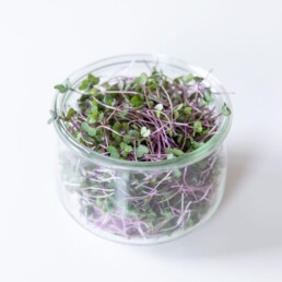 Red Cabbage microgreens on a glass jar