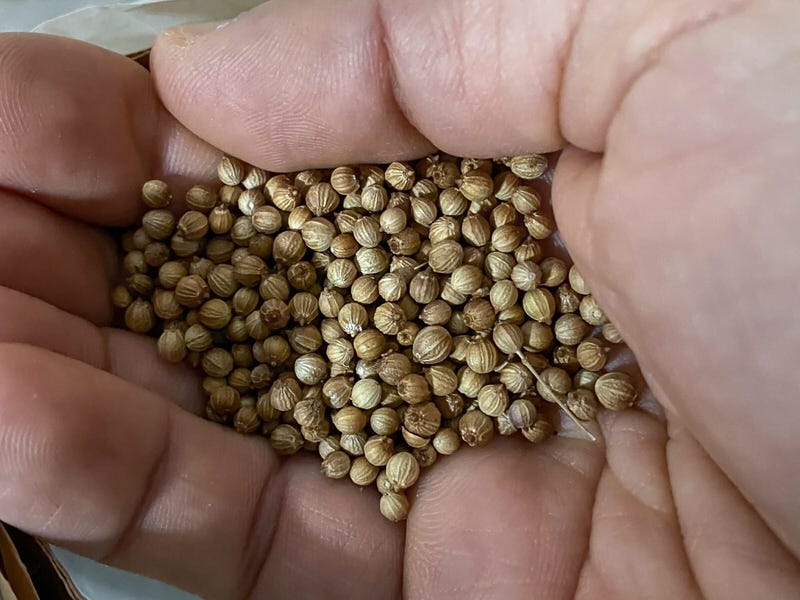 Cilantro seeds on a hand