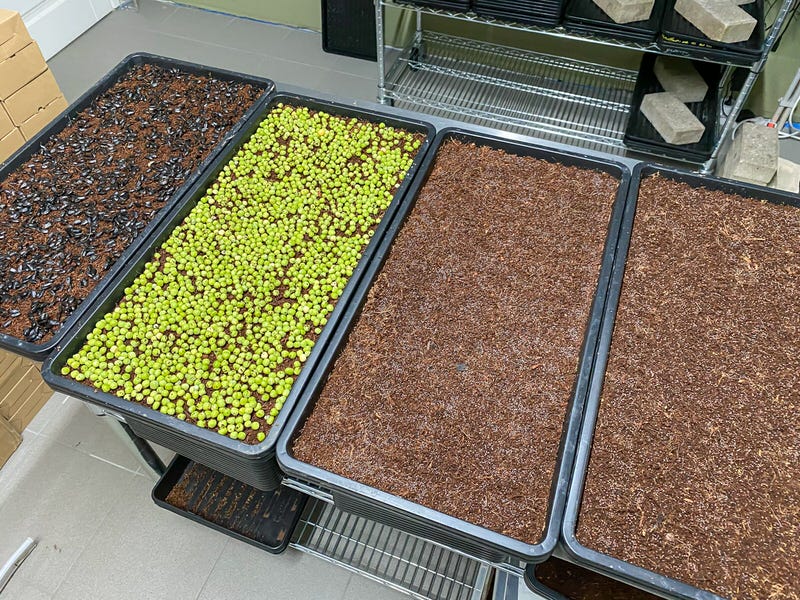 Microgreen trays with seeds during sowing day: sunflower, peas, mizuna and kohlrabi seeds