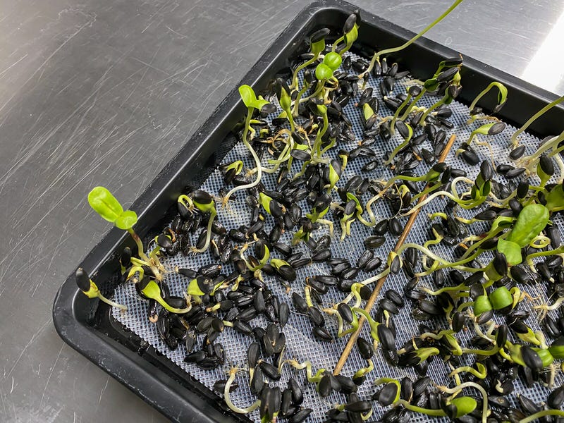 Sunflower microgreens - eight hours soak