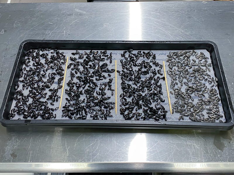 Sunflower seeds on a plastic mesh to grow microgreens