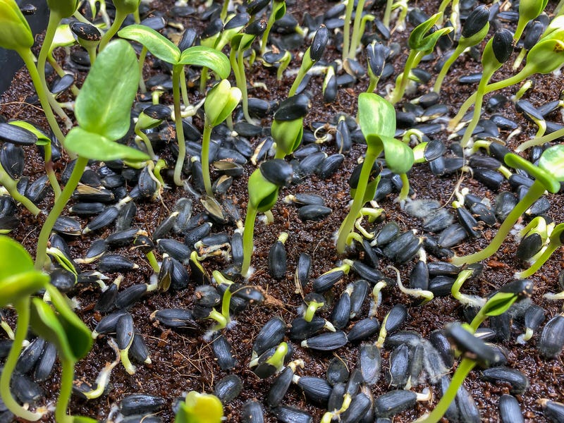 sunflower seeds sprouting and germinating