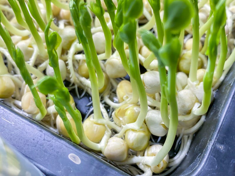 Frilly Peas microgreens on a garland reservoir tray