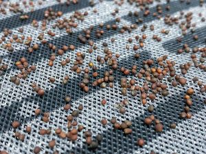 Oh nènè microgreens intermediate growing mesh with seeds