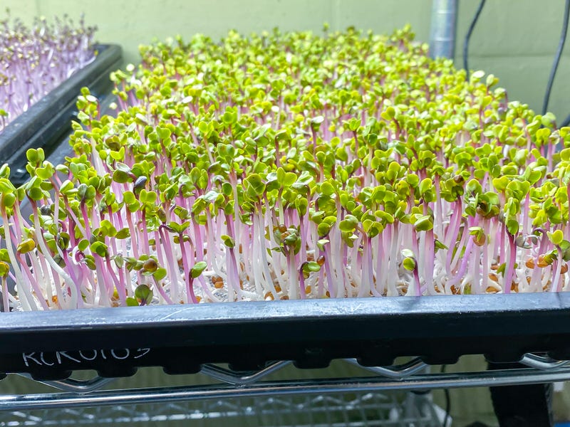 Radish China Rose microgreens on a reservoir tray with a mesh