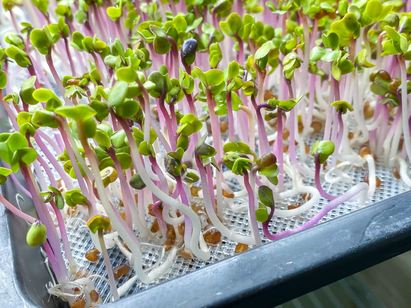 Radish China Rose microgreens on a reservoir tray with a mesh