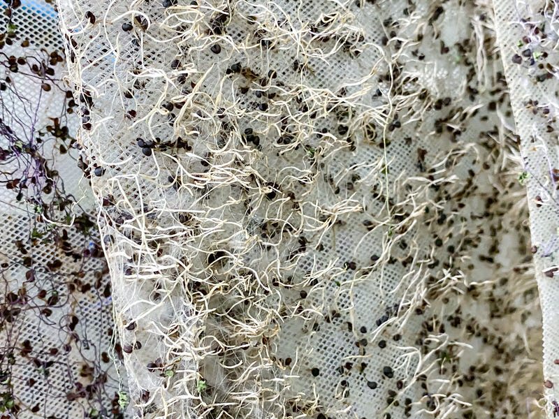 Microgreens roots drying on a mesh