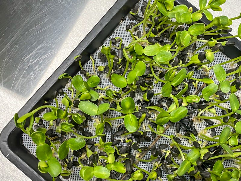 Sunflower microgreens no soak