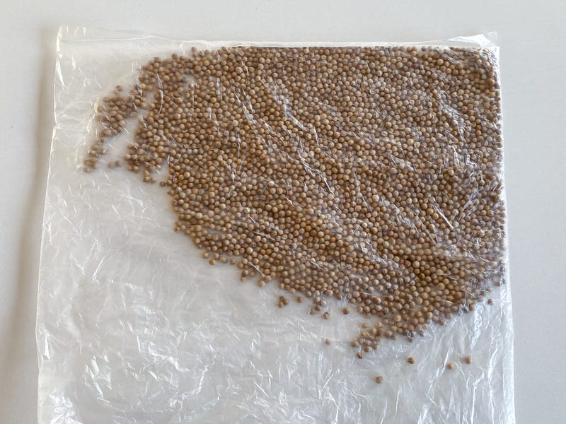 Cilantro seeds in plastic bag