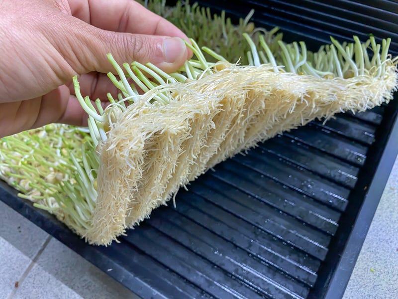 Pea microgreens root system after harvest