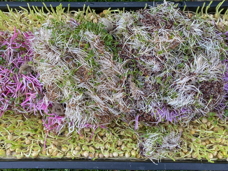 Microgreens root matter after harvest