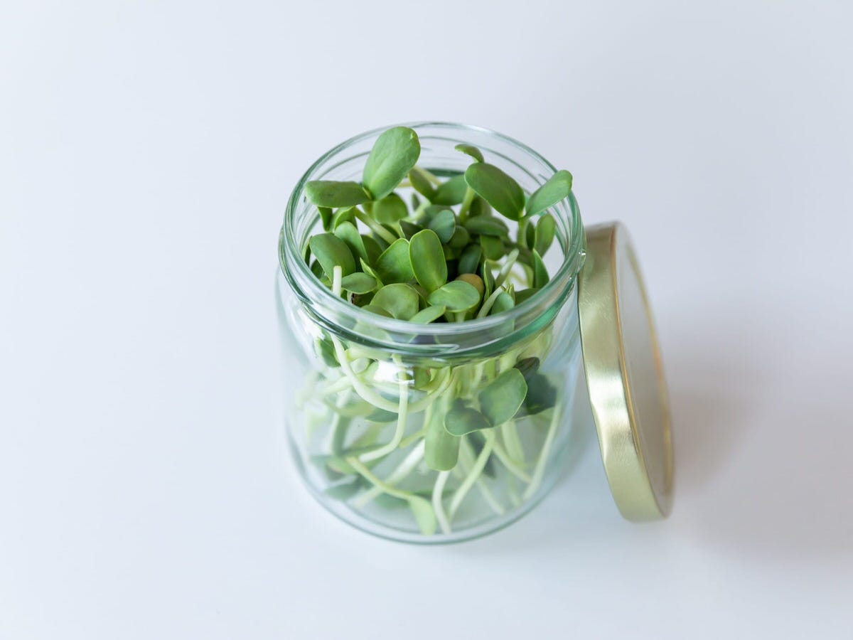 Sunflower microgreens on a glass jar with a golden lid