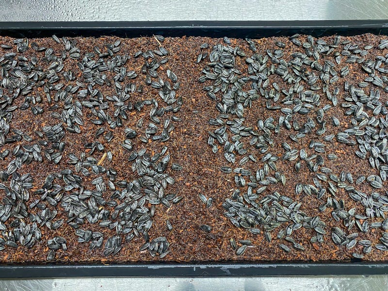 Sunflower seeds on coconut coir for microgreens