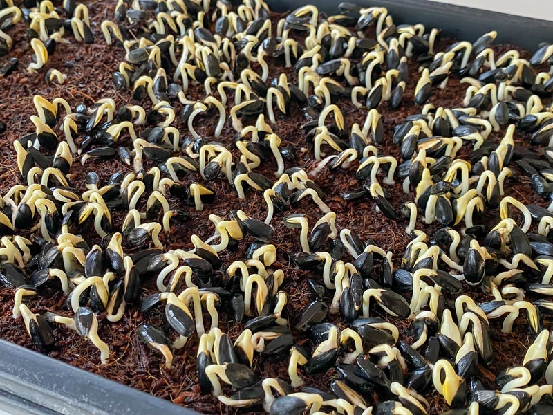 Sunflower seeds germinating on coconut coir