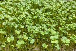 Day 11 - Broccoli calabrese microgreens on reusable fine mesh
