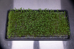 Day 11 - Broccoli Calabrese microgreens on reusable microgreen fine mesh
