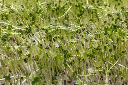 Day 12 - Broccoli calabrese microgreens harvested on reusable fine mesh